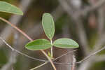 Downy milkpea